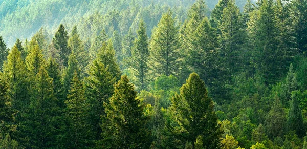 Foresta Pini Verdi Sul Fianco Della Montagna Con Luce Solare — Foto Stock