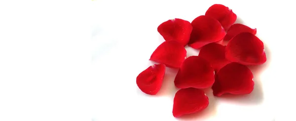 Rose Petals Gift Soft White Background — Stock Photo, Image