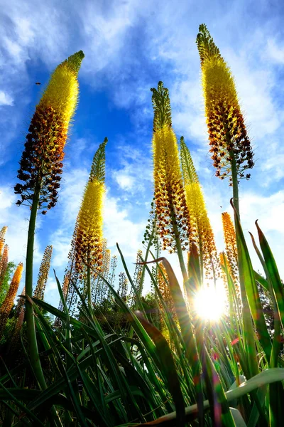 Mavi Gökyüzünde Vızıldayan Arılarla Botanik Bahçesinde Uzun Sarı Çiçekler — Stok fotoğraf