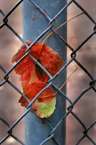 Fall Autumn Leaf Caught Chain Link Fence Nature Industry — Stock Photo, Image