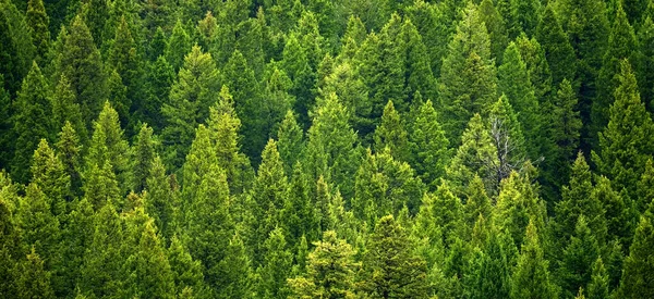 Forêt Pins Dans Les Montagnes Sauvages Environnement Luxuriant Croissance Verte — Photo