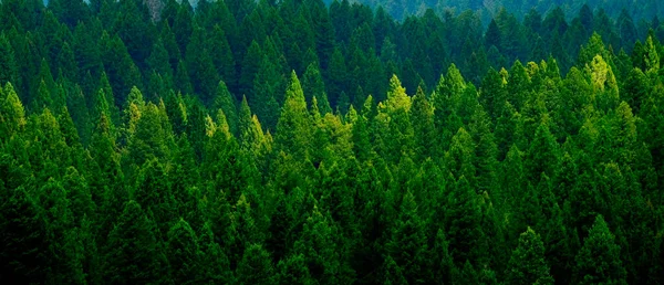 Floresta Tempestuosa Montanhas Pinheiros Nuvens Nevoeiro Tempo Exuberante Pinheiros Verdes — Fotografia de Stock
