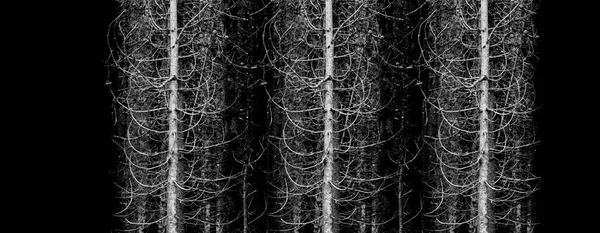 Çam Ağaçları Ormanı Vahşi Doğada Dallar Dallar Siyah Arka Plan — Stok fotoğraf