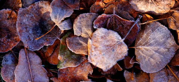 Folhas Outono Congeladas Com Detalhes Geada — Fotografia de Stock