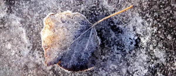 Donmuş Sonbahar Yaprağı Kışın Buz Kristalleriyle Donma Detaylarıyla — Stok fotoğraf