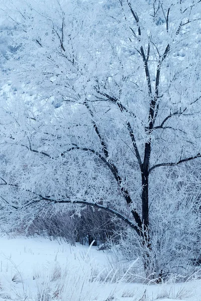 서리가 내리는 날씨에 나무와 가지를 — 스톡 사진
