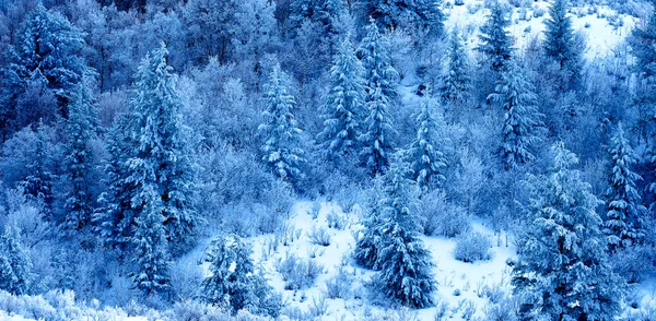 Musim Dingin Meliputi Pohon Pinus Dan Cabang Dengan Salju Dan — Stok Foto