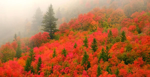 秋天的枫树和松树在山坡上 雾在消退 — 图库照片