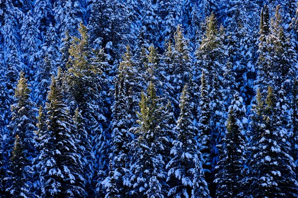 Зимовий Ліс Соснових Дерев Вкритий Снігом Пустельних Горах — стокове фото