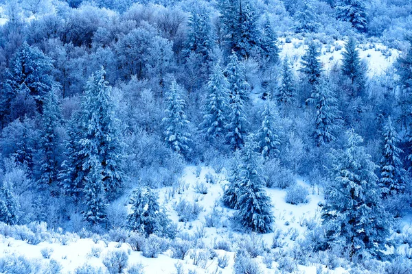 Escarcha Invierno Que Cubre Pinos Ramas Con Nieve Hielo Frío — Foto de Stock