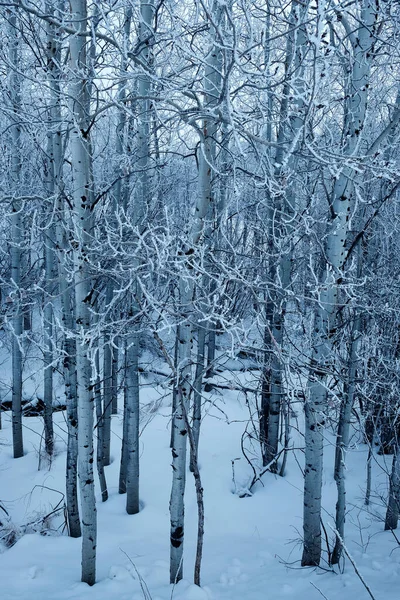 冬の霜が木や枝を覆い 雪と氷が凍る寒さの中で — ストック写真