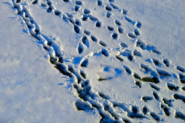 冬季雪地上有多处或多处脚印脚印 — 图库照片