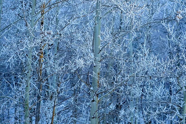 Vinterfrost Täcker Träd Och Grenar Med Snö Och Kylan — Stockfoto