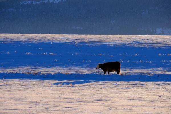 Jeden Kráva Krmení Zasněženém Poli Chladné Zimě — Stock fotografie