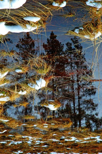 Reflection Several Pine Trees Water Wilderness Grass — Stock Photo, Image