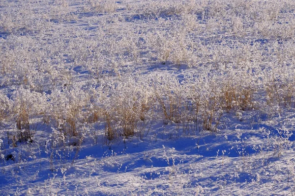 Снежное Поле Зимнее Время Снежными Ледяными Растениями — стоковое фото