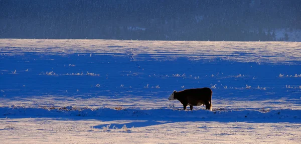 Ensamstående Utfodring Snöig Fält Kall Vinter Vinter — Stockfoto