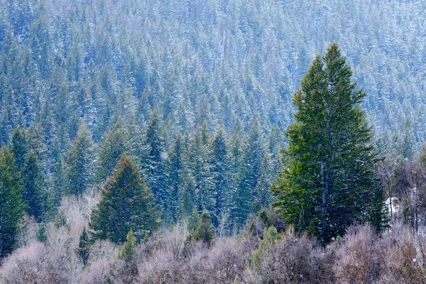Floresta Pinheiro Com Flocos Neve Tempestade Neve Inverno Caindo Céu — Fotografia de Stock