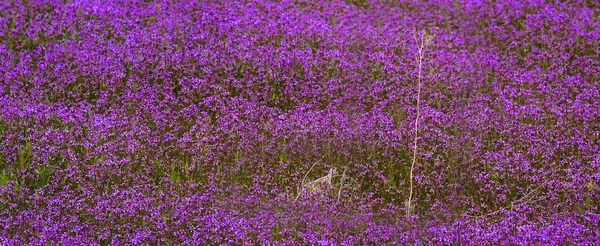 野月桂花在草地上茂盛地生长着紫色野花 — 图库照片