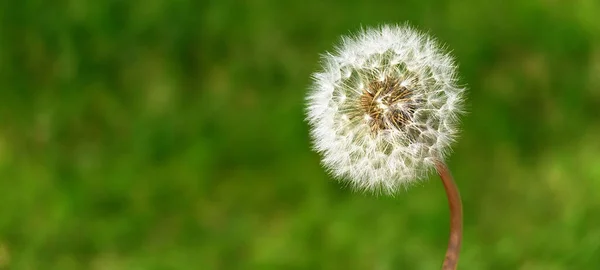 Szczegóły Kwiat Mniszka Lekarskiego Miękkie Białe Zielonym Tle Trawy — Zdjęcie stockowe