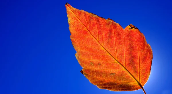 Подробный Крупный План Одного Красного Оранжевого Осеннего Листа Заднем Плане — стоковое фото