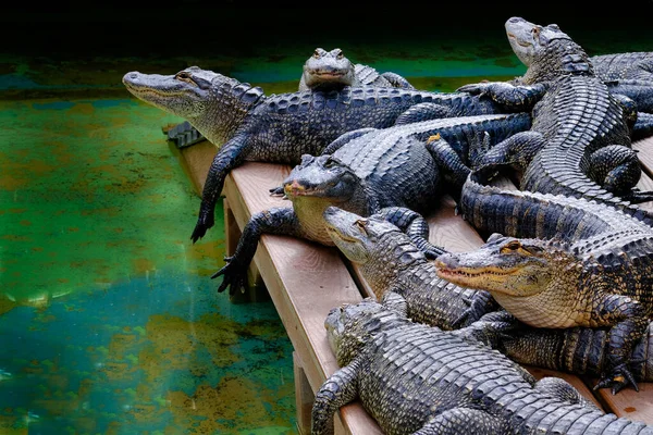Captive Alligators United States Viewing Teeth Jaws Powerful Animals — Stock Photo, Image