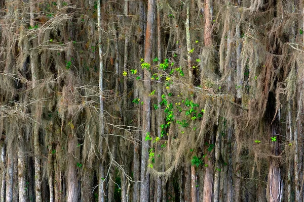 Bosque Árboles Everglades Pantanosos Con Ciprés Robles Hojas Verdes —  Fotos de Stock