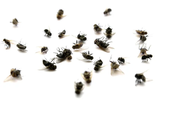 许多死苍蝇挂在白纸上 腿还在空中 — 图库照片