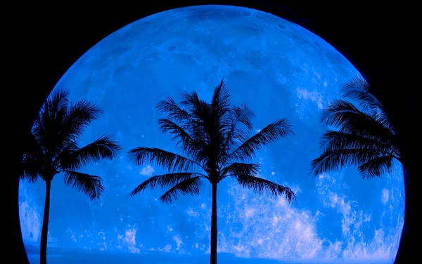 Tropické Palmy Silueta Stromů Silueta Úplňku Půlnoc Noc Čas Tmy — Stock fotografie