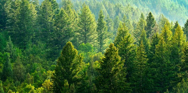 Wald Aus Grünen Kiefern Berghang Mit Spätnachmittäglichem Sonnenlicht Regen Fällt — Stockfoto