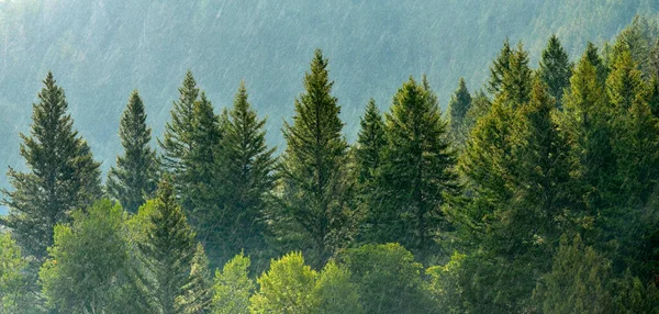 落ち葉と緑豊かな木々と森の雨嵐 — ストック写真