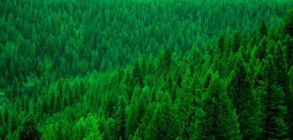 Wald Der Kiefern Der Wildnis Berge Landschaft Details — Stockfoto