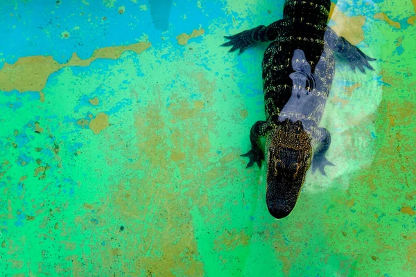 Alligators Captifs Aux États Unis Pour Avoir Avec Des Dents — Photo