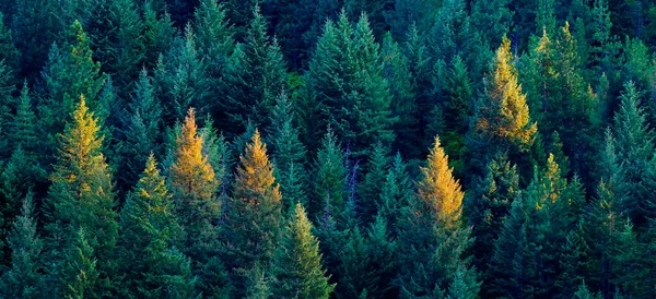 Lush Pine Tree Forest Golden Evening Light — Stockfoto