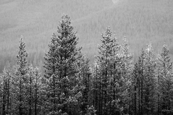 吹雪の時に森の荒野の松の木が降る — ストック写真