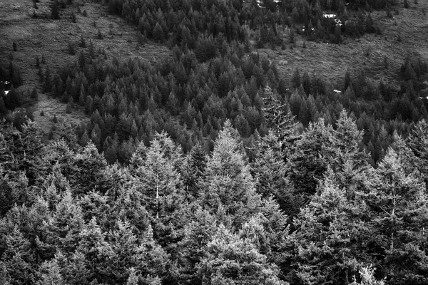 山の中腹に雨の緑の松の森 — ストック写真