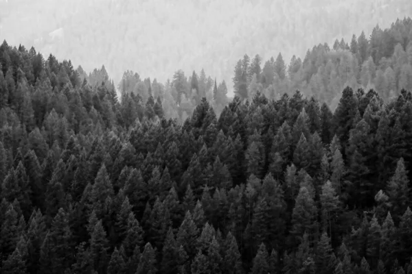 山の谷で層状の緑豊かな松林 — ストック写真