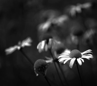 Birçok beyaz papatya çayır tarlasında çiçek açar.