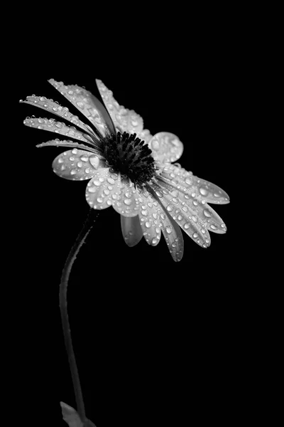 Baharda Bahçeden Taze Damlalarıyla Gelen Siyah Beyaz Papatya Çiçeği — Stok fotoğraf