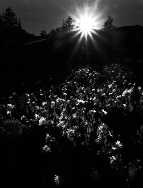 Güneş Doğarken Vahşi Doğada Dağlarda Kır Çiçeklerinin Büyüdüğü Bir Ormanda — Stok fotoğraf