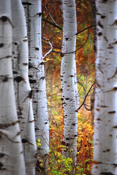 紅葉した森の中に白い樹皮のアスペンの木や白樺の木 — ストック写真