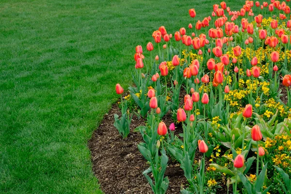 Colorful tulips growing at tulip festival in spring beautiful colors on delicate flowers