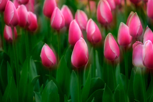 春のチューリップ祭で成長するカラフルなチューリップ繊細な花の美しい色 — ストック写真