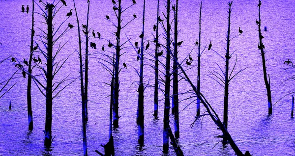Molti Uccelli Anatre Legno Appollaiati Alberi Sagomati Vicino Lago Acqua — Foto Stock