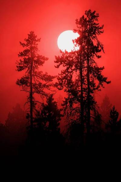 Sonnenlicht Leuchtet Tief Rot Morgennebel Und Nebel Der Wildnis Des — Stockfoto
