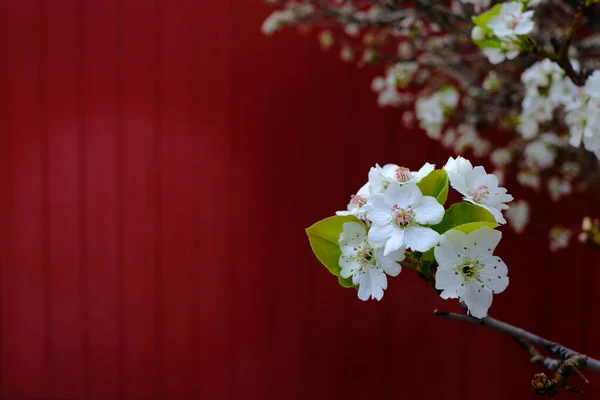 Träd Blomma Blommar Vårväder Med Röd Vägg Bakgrund — Stockfoto