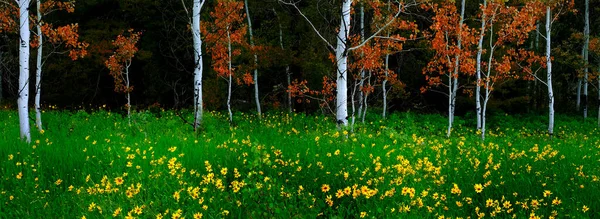 Аспенские Деревья Лугу Желтыми Подсолнухами Пышные Зеленые Листья Осенью — стоковое фото