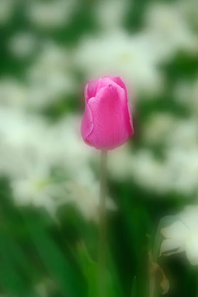 在郁金香节上生长着五彩缤纷的郁金香 春色艳丽 花朵娇嫩 — 图库照片