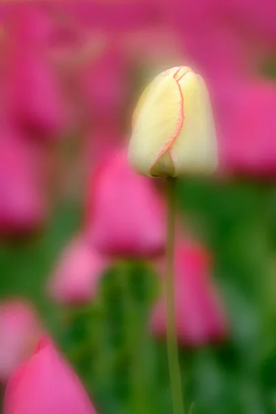 Bunte Tulpen Wachsen Beim Tulpenfest Frühling Schöne Farben Auf Zarten — Stockfoto