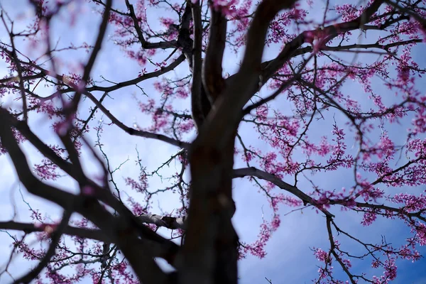 初春的时候 粉色的樱花在树上绽放 蓝天映衬 — 图库照片